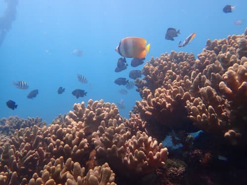 ソフトコーラルに群れるミゾレチョウチョウウオや他のお魚達の海景