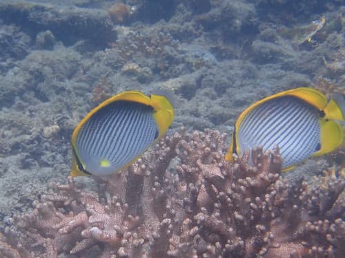 アケボノチョウチョウウオのつがい