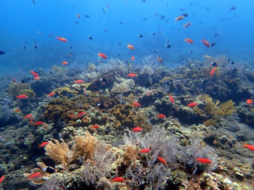 サンゴ礁とキンギョハナダイの群れの海景
