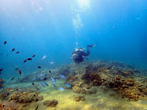 サンゴ礁と砂地の海を泳ぐダイバーの海景
