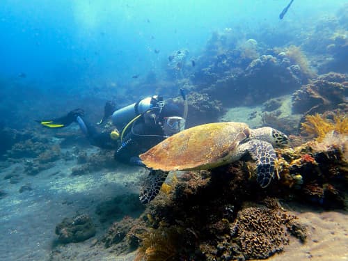 サンゴ礁の海で泳ぐタイマイをすぐ横で観察しているダイバー