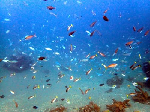 海水魚うじゃうじゃ