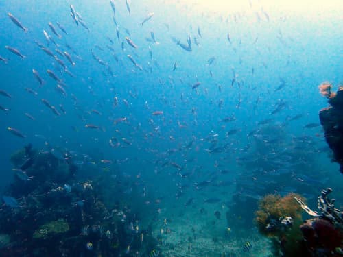 水中ピラミッド漁礁に群れるたくさんのお魚達の海景