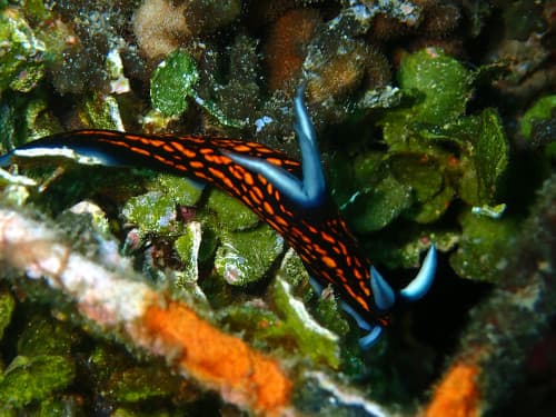 海藻の上を歩くリュウグウウミウシ