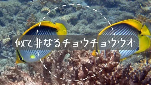 似て非なるチョウチョウウオ2種 | バリ島スローダイビング | バリ島
