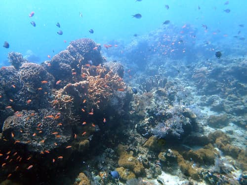 サンゴ礁とたくさんのお魚達の海景