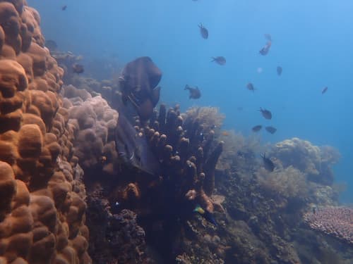 サンゴ礁に群れるお魚達の海景