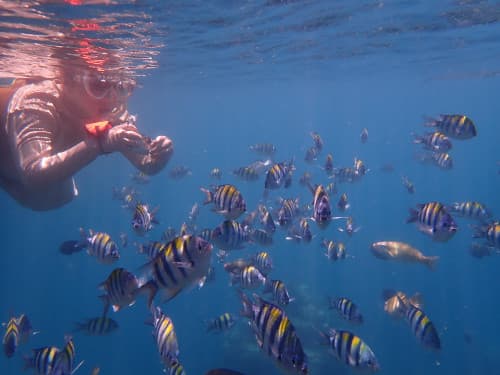 水面を泳ぎ浅瀬の魚の群れの写真を撮っている女性シュノーケラーの海景