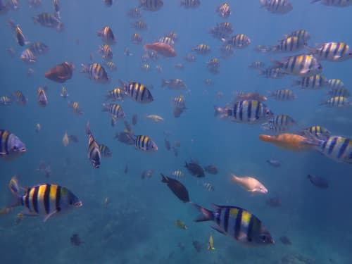 水面近くを泳ぐオヤビッチャやセナスジベラの群れの海景
