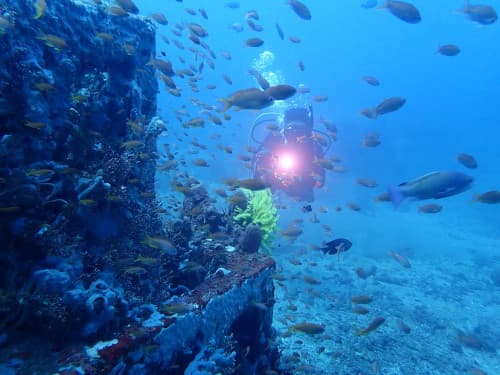 魚の群れの中をライトを付けて泳ぐダイバーの海景