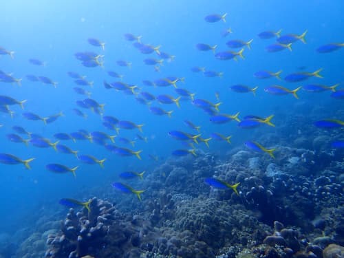 ユメウメイロの群れとサンゴ礁の海景