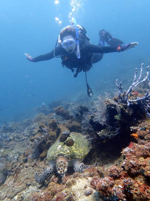 サンゴを齧るウミガメの上で両手を広げている女性ダイバーの海景
