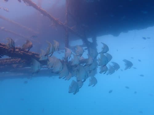 ポントゥーンに群れるミカヅキツバメウオの若魚の群れの海景