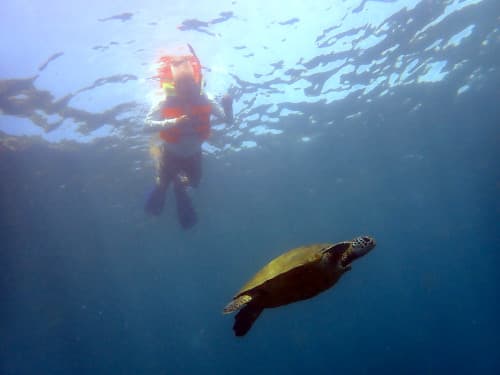 水中から見上げた、水中を泳ぐウミガメと水面に浮かぶシュノーケラーの海景