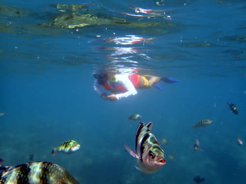 水面を泳ぐライフジャケットを着たシュノーケラーと水面下のお魚達の海景