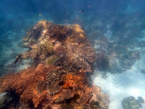 サンゴの根と白砂の海底とそこに群れる小さなお魚達の海景