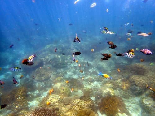 サンゴ礁と白砂の海底とそこに群れる小さなお魚達の海景