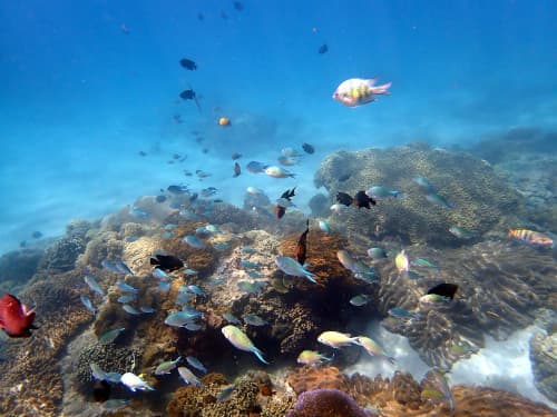 サンゴ礁と白砂の海底とそこに群れる小さなお魚達の海景