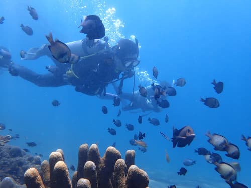 サンゴ礁とたくさんのお魚達がいる海を潜っているダイバー達の海景