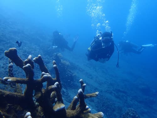 ハードコーラルの向こうに3人のダイバーが潜っている海景