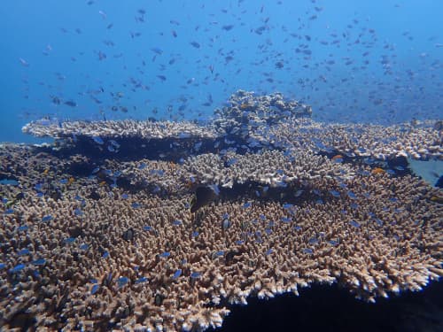 テーブルサンゴの上に小さなデバスズメダイが無数に群れている海景