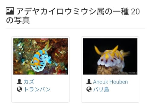 アデヤカイロウミウシ属の一種２０を掲載しているWEBサイトのページ