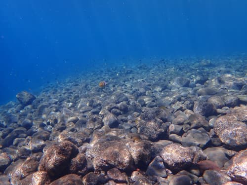 浅瀬のゴロタの石の海底の海の海景