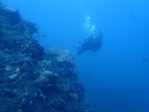 サンゴ礁とダイバーの海景