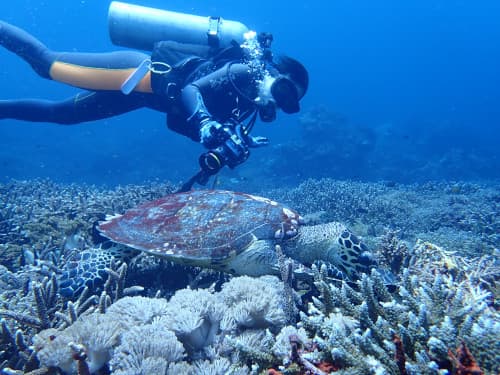 サンゴ礁の上に乗ってるウミガメを横から眺めているダイバーの海景