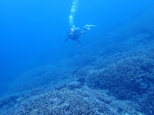 一面サンゴ礁の海でドリフトダイビングを楽しむダイバーの海景