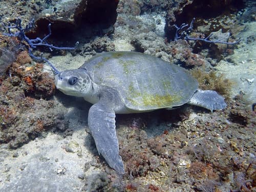 斜め前から撮ったヒメウミガメ
