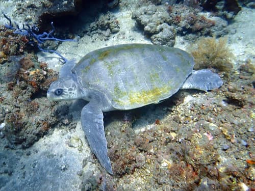 斜め上から撮ったヒメウミガメ