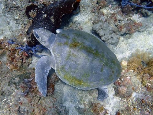 斜め上横から撮ったヒメウミガメ