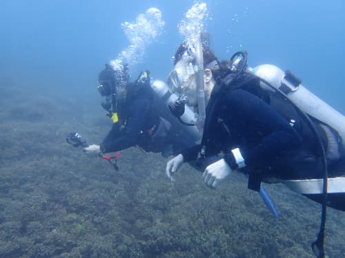 サンゴ礁の海を並んで潜っている2名のダイバーの海景