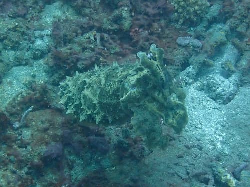 威嚇中のコブシメ