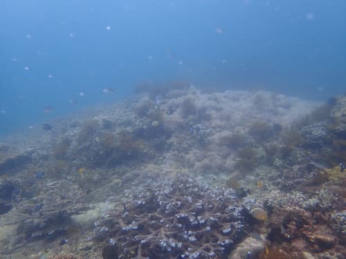 サンゴ礁に群れるデバスズメダイの海景