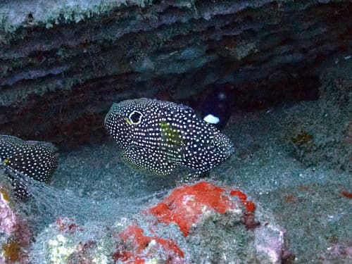 シモフリタナバタウオ