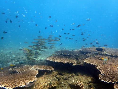 テーブルサンゴなどのサンゴ礁に群れるキンセンフエダイなどのお魚達の海景