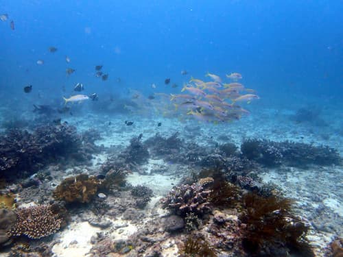 サンゴ礁と白砂の海底に群れるキンセンフエダイなどのお魚達の海景
