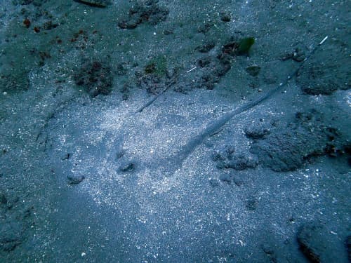 砂に潜って隠れている2匹のヤッコエイの海景