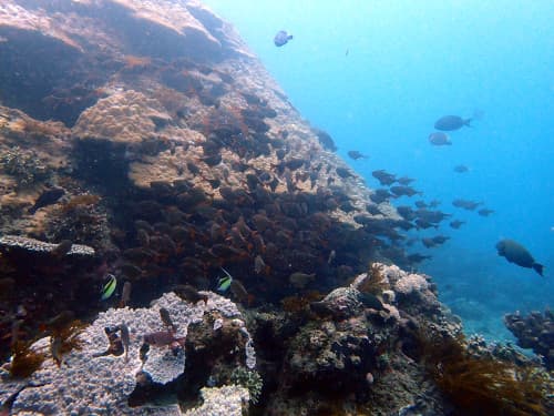大きな造礁サンゴに群れるツマグロハタンポなどのお魚達の海景
