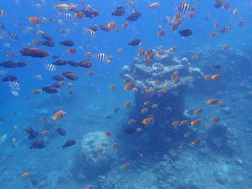 バリ島アメッドの浅瀬の水中ポストに群れるたくさんのお魚達