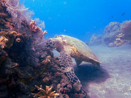 浅瀬のサンゴ礁で海面を齧って食事をしているタイマイ(ウミガメ)