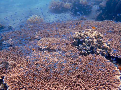 バリ島アメッドのテーブルサンゴに群れるたくさんのデバスズメダイ