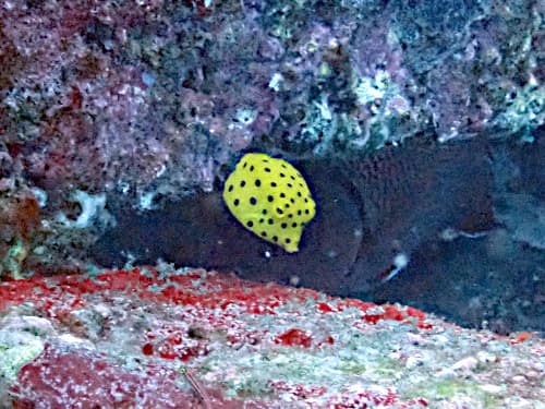 ミナミハコフグの幼魚