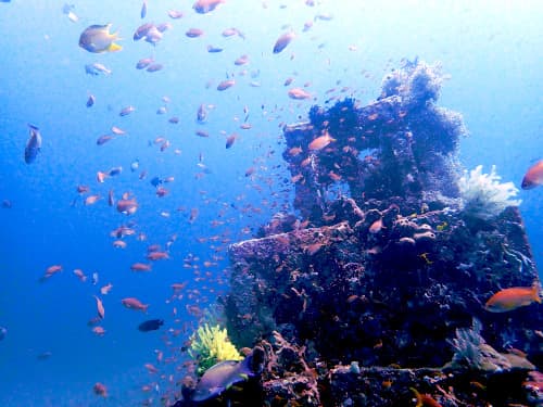 漁礁に群れるキンギョハナダイの海景