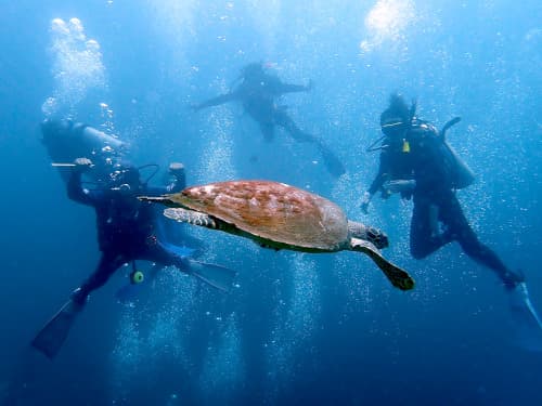 ダイバーたちの間を泳いでいくウミガメの海景