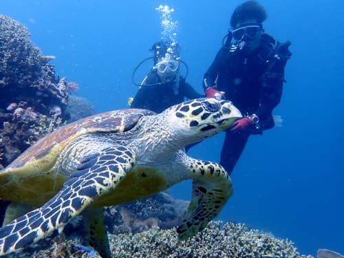2人のダイバーとウミガメのアップの海景