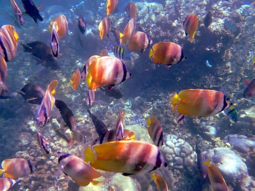 バリ島アメッドの水面近くを泳ぐミゾレチョウチョウウオの群れ