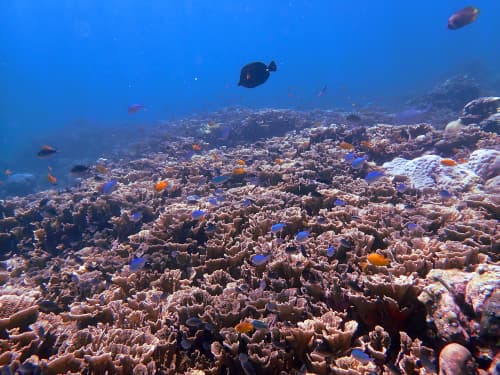 バリ島アメッドのサンゴ礁の海景
